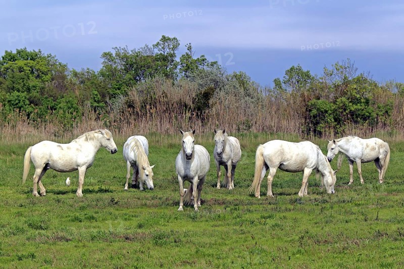 Camargue horses, Camargue, South of France, Camargue horse, White horse