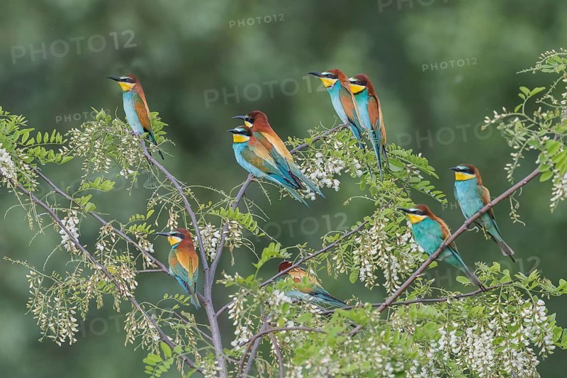 Group Bee-eaters (Merops apiaster) in blooming Black locust (Robinia pseudoacacia), Burgenland, Austria, Europe