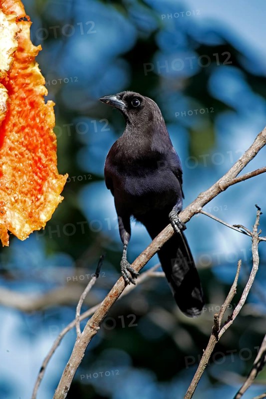 Purple Jay, purplish jay (Cyanocorax cyanomelas), Brazil, South America