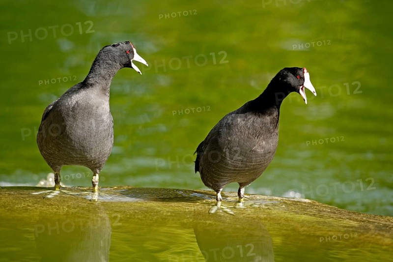 American Coots (Fulica americana), Florida, USA, North America