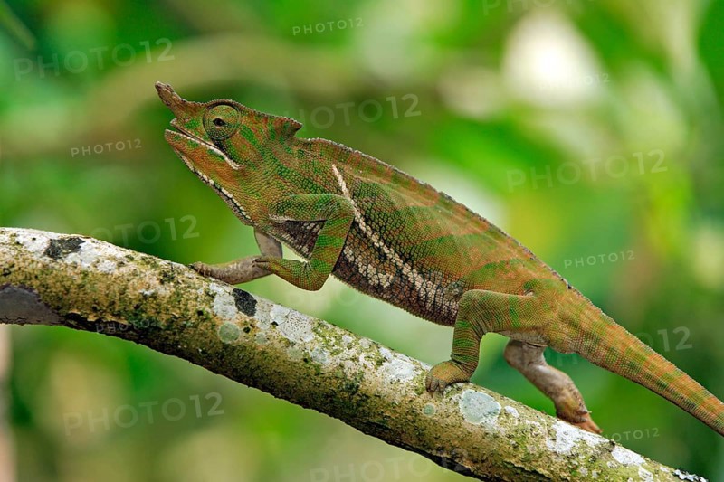 Chameleon (Furcifer balteatus), male, Magadascar, side