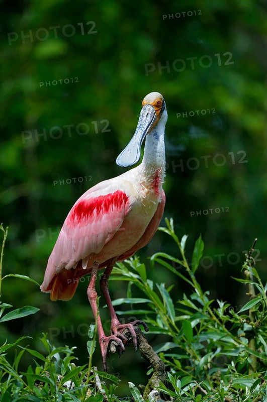 Roseate spoonbill (Ajaia ajaja)