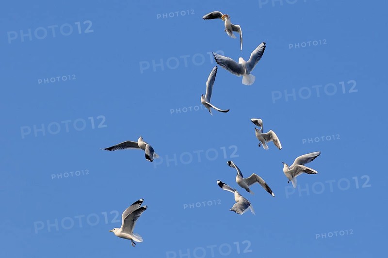 Black-headed Gulls (Larus ridibundus), one with prey, Germany, Europe