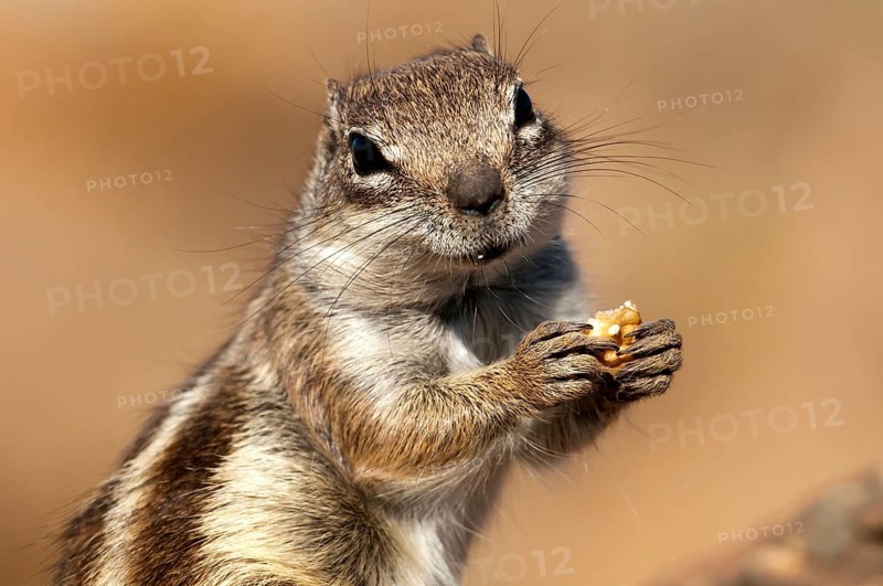 Barbary ground squirrel (Atlantoxerus getulus), chipmunk, Atlantic squirrel, ground squirrel, wildlife, Canary Islands, Fuerteventura, Spain, Europe