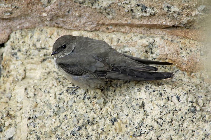 Crag Martin (Ptyonoprogne rupestris), Extremadura, Spain, Europe