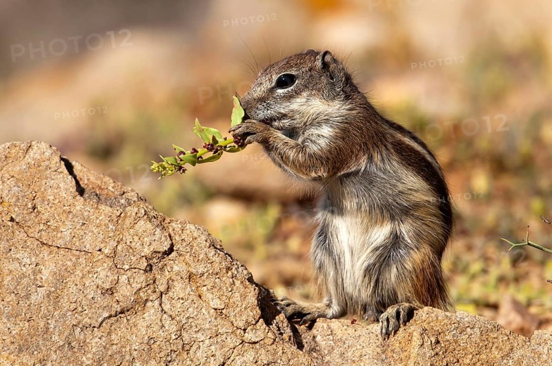 Barbary ground squirrel (Atlantoxerus getulus), chipmunk, Atlantic squirrel, ground squirrel, wildlife, Canary Islands, Fuerteventura, Spain, Europe