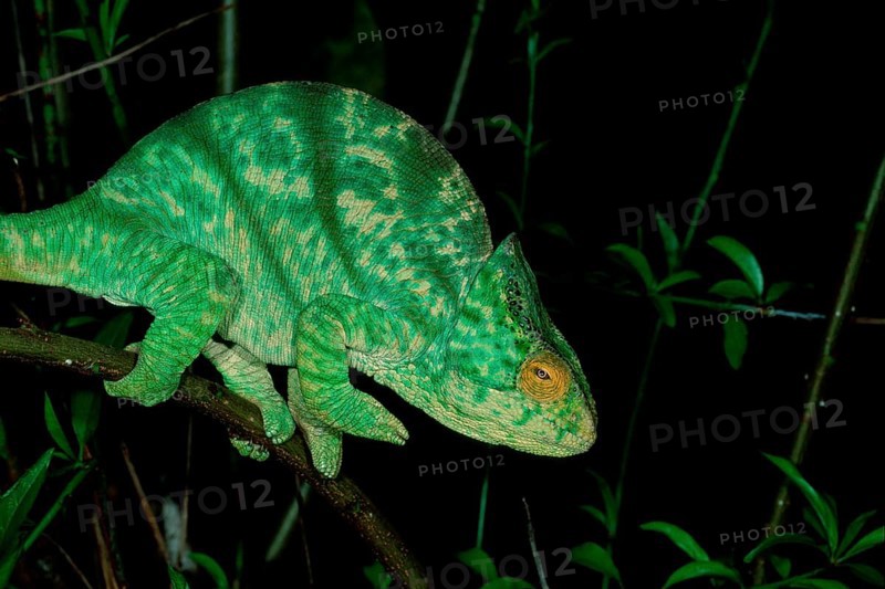 Parson's Chameleon, female, Madagascar (Chamaleo parsonii), side