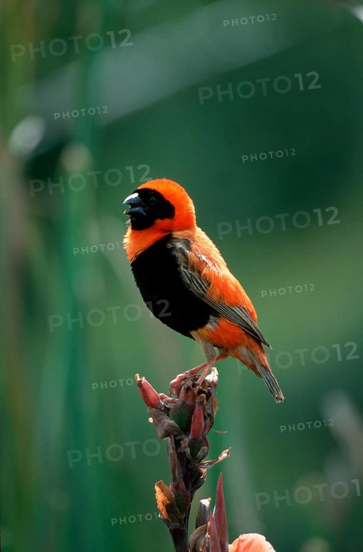 Red bishop, male, Serengeti National Park, Tanzania, southern red bishop (Euplectes orix), male, Serengeti National Park, Tanzania, Africa