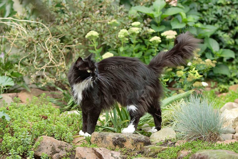 Maine Coon cat, side