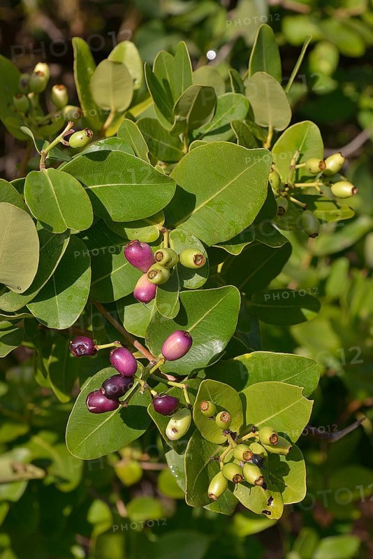 Waterberries (Syzygium cordatum), Kasanka National Park, Zambia, Africa