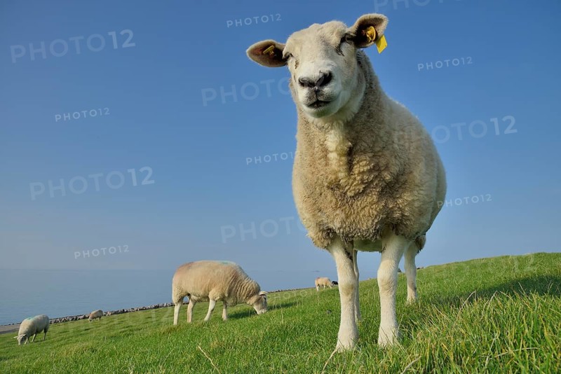 Sheep (Ovis aries) on a dike, Pellworm, North Frisia, Schleswig-Holstein, Germany, Europe