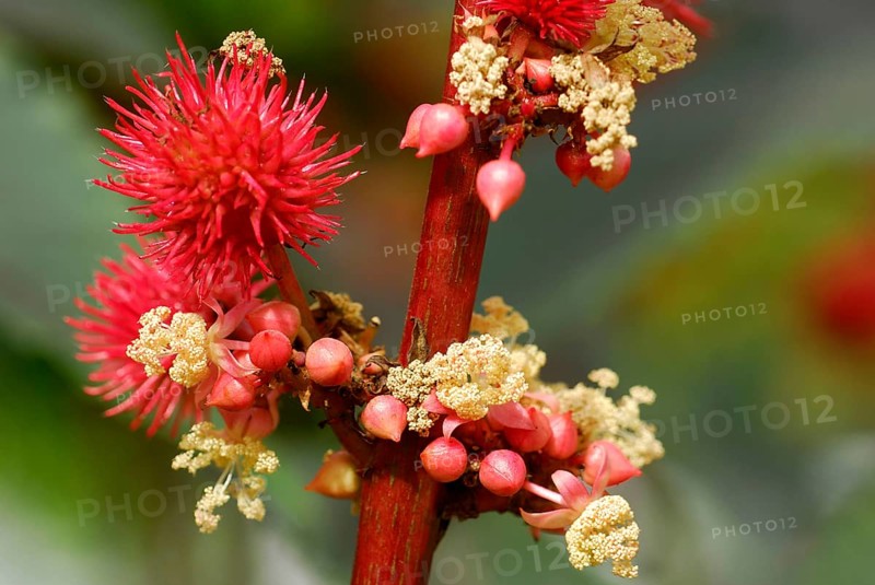 Castor oil plant (Ricinus communis)