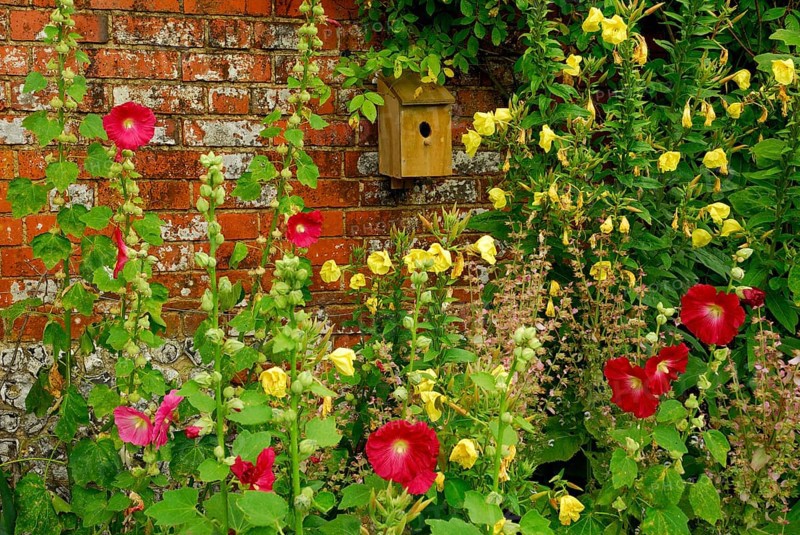 Hollyhocks (Alcea rosea) on the wall, nesting box (Althaea rosea)