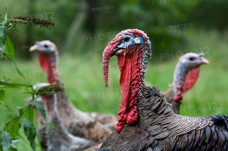Domestic turkeys, turkey, turkeys, turkeys, chicken birds, livestock, animals, birds, poultry, Male domestic common turkey (Meleagris gallopavo) with hens at poultry farm