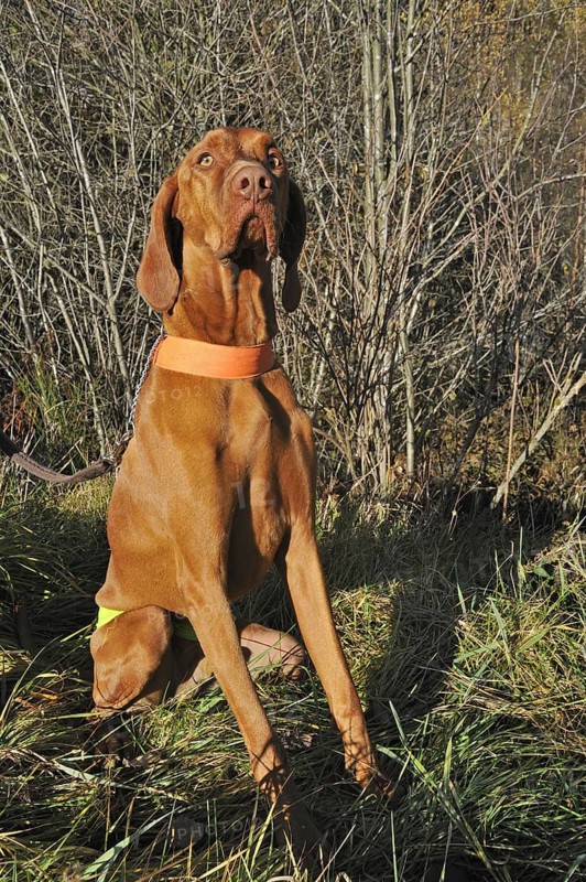 Vizsla hunting dog in the Ardennes, Belgium, Europe