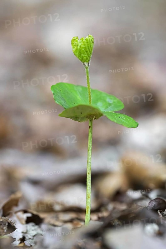 European beech (Fagus sylvatica), common beech seedling emerging on the forest floor in spring