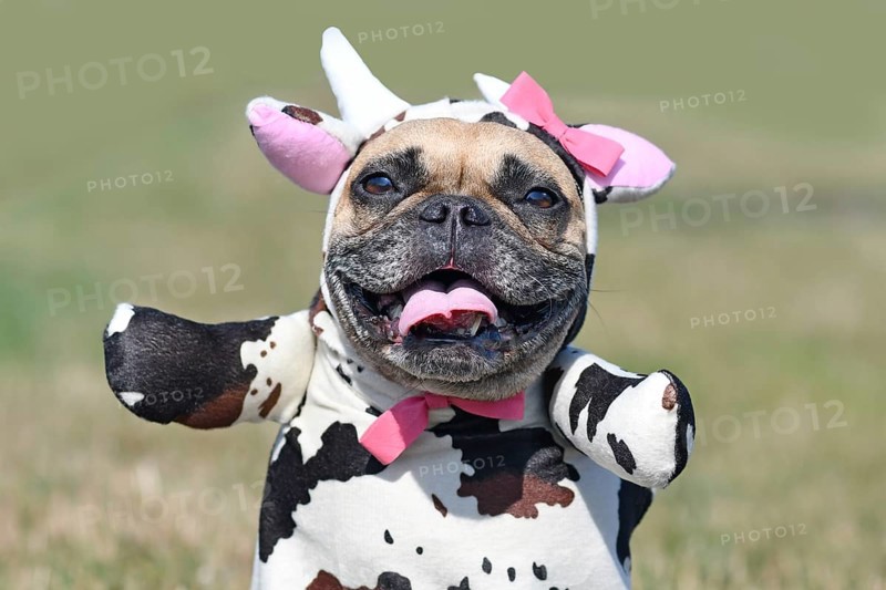 Portrait of happy French Bulldog dog wearing a funny full body Halloween cow costume with fake arms, horns, ears and ribbon on blurry background
