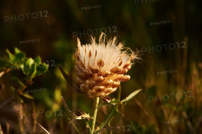 Seeds of a Cardueae plant (Rhaponticum coniferum) at Mount "La Talaia del Montmell" at evening, Catalonia, Spain, Europe