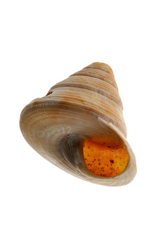 Gyroscope snail, Gyroscope snails, Other animals, Marine snails, Snails, Animals, Molluscs, Painted top shell (Calliostoma zizyphinum) on white background