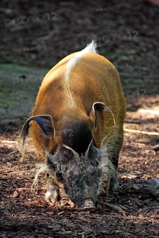 Red River Hog (Potamochoerus porcus pictus), male, red river hog, boar, bush pig, Cameroon brush-eared pig