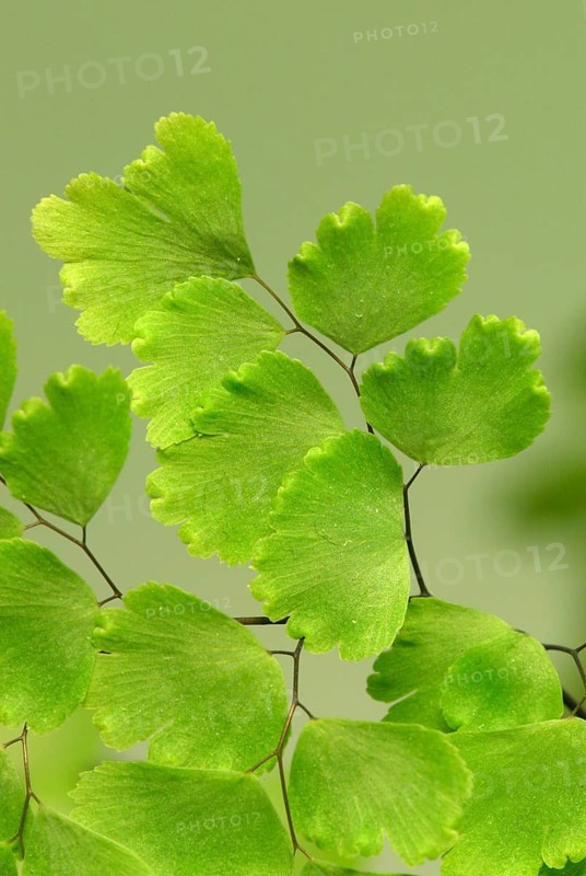 Maidenhair Fern (Adiantum raddianum)
