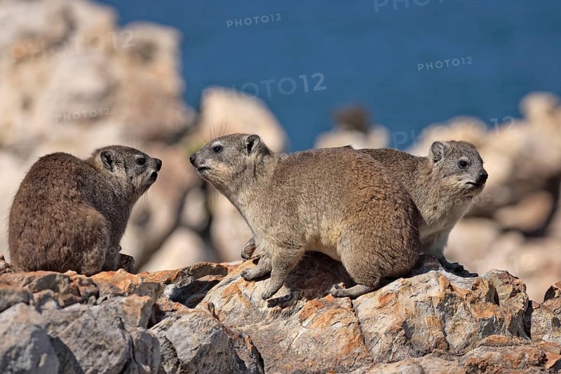 Common rock hyrax, cape hyrax (Procavia capensis)