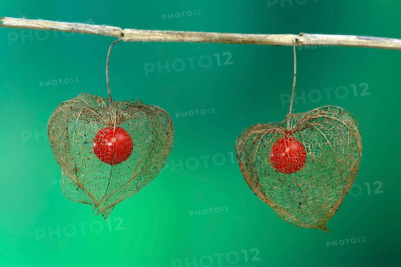 Jananese Lanterns, fruits (Physalis franchetii), Chinese (Physalis alkekengi) Lanterns