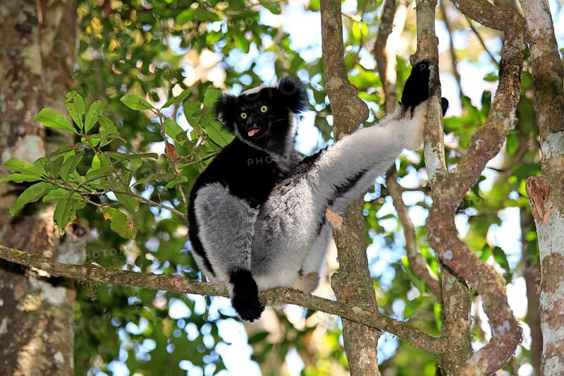 Indri (Indri indri), Perinet Game Reserve, Andasibe, Madagascar, Africa