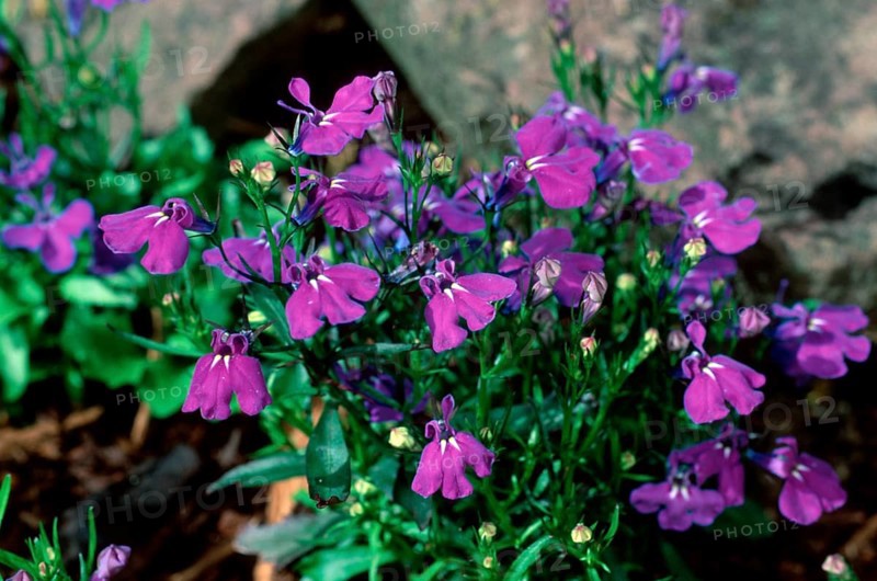 Edging Lobelia (Lobelia erinus)