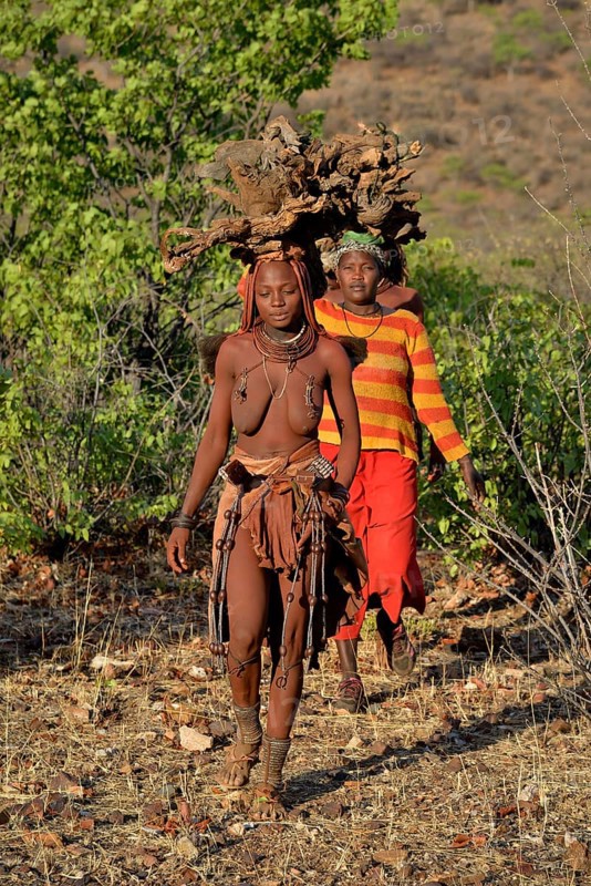 Himba women gathering wood, Ombombo, Kaokoland, Kunene, Namibia, Africa