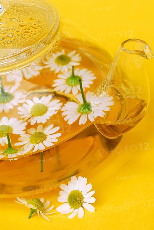 Pot with chamomile tea and chamomile flowers , German chamomile (Chamomilla recutita) (Matricaria recutita) (Matricaria chamomilla) teapot