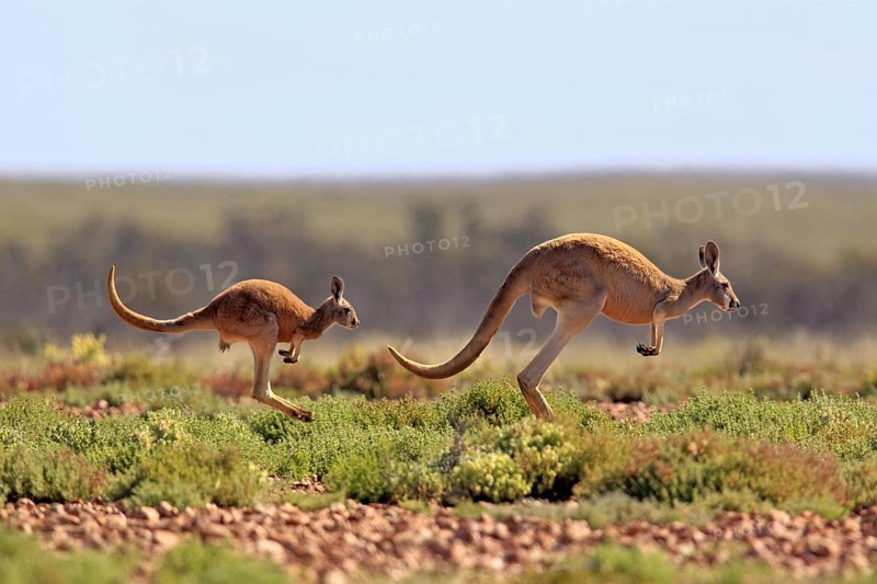 Red Kangaroos (Macropus rufus), Sturt national park, New South Wales, Australia, side, Oceania