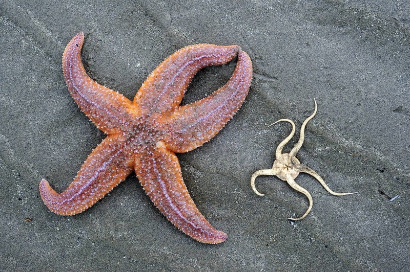 Common starfish (Asterias rubens), common sea star and brittle star, serpent star (Ophiura ophiura) washed on beach