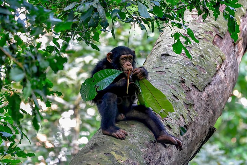 Western chimpanzee (Pan troglodytes verus) sits in a tree and eats on a branch, young animal, wild, near Bossou, Nzérékoré Region, Guinea, Africa
