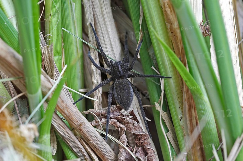 Gerandete hunting spider (Dolomedes fimbriatus) female, black morph, Naturpark Flusslandschaft Peenetal, Mecklenburg-Western Pomerania, Germany, Europe