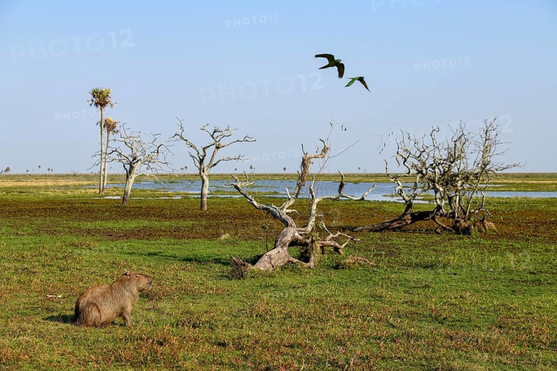 Capybaras (Hydrochoerus hydrochaeris), Estancia El Socorro, near Colonia Carlos Pellegrini, Esteros del Iberá, Province of Corrientes, Argentina, South America