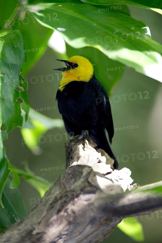 Yellow-headed blackbird (Xanthocephalus xanthocephalus), male