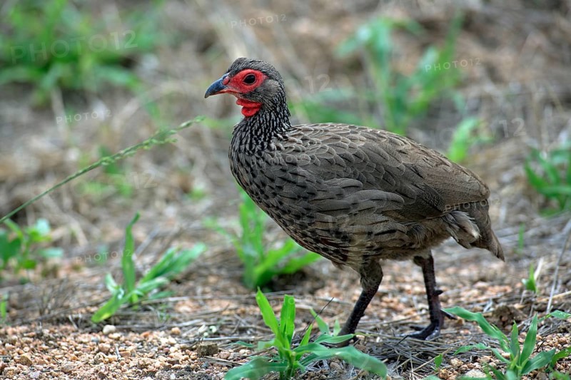Swainson's Francolin (Francolinus swainsonii), Kruger national park, South Africa, side, Africa
