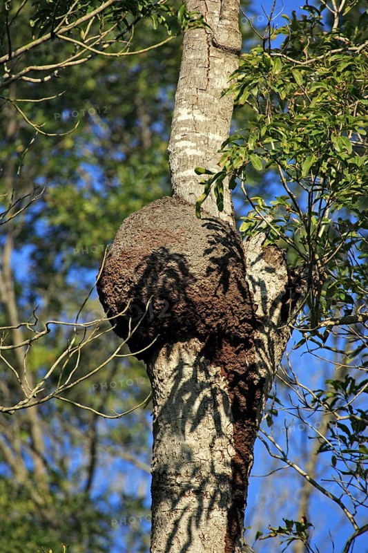 Tree termites nest on tree, Berenty Private Reserve, Magadascar, Tree termites nest on tree, Berenty Reserve, Madagascar, Africa