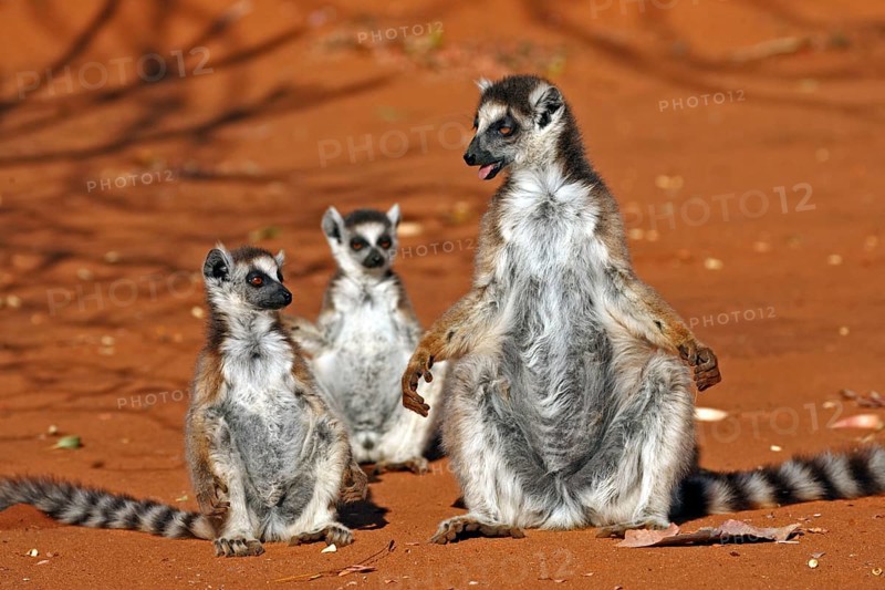 Ring-tailed ring-tailed lemur (Lemur catta), female with young, sunbathing, Berenty Private Reserve, Madagascar, Africa