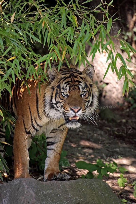 Sumatran Tiger (Panthera tigris sumatrae)