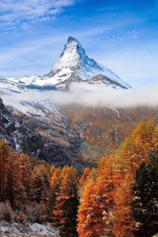 Larch forest , Larch, Matterhorn, Valais, Switzerland, Europe
