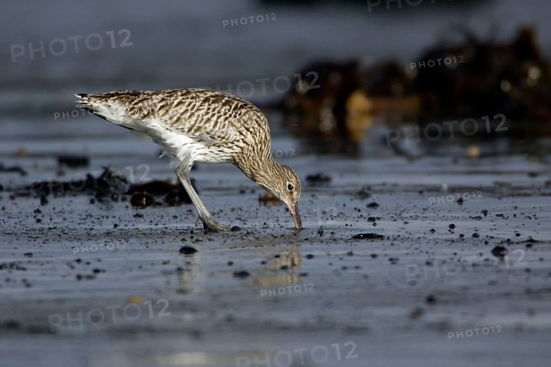 Curlew, Northumberland, England (Numenius arquata)