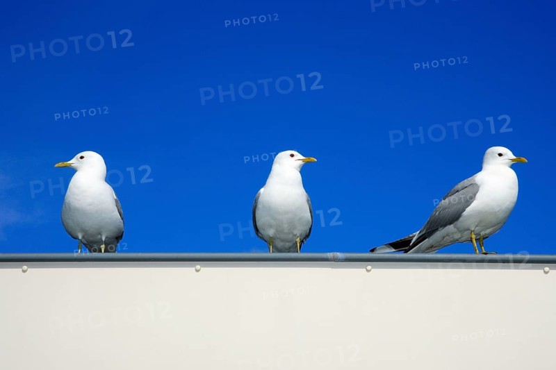 Common Gulls (Larus canus), Texel, Netherlands