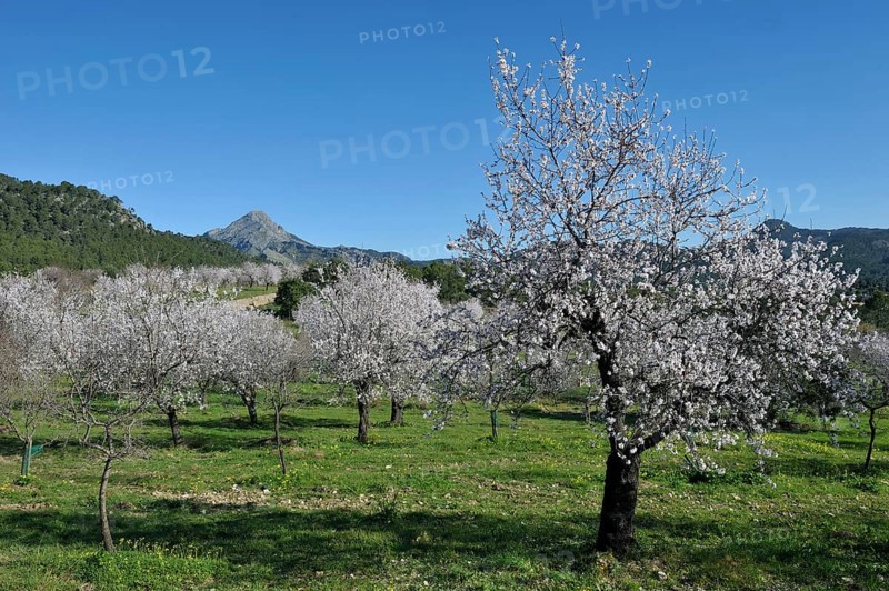 Flowering Almond trees (Prunus dulcis), Tramuntana Mountains, Majorca, Balearic Islands, Spain, Europe