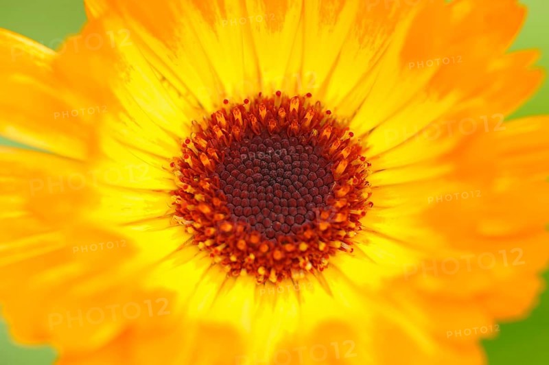Garden Marigold (Calendula officinalis)