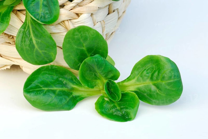 Corn salad (Valerianella locusta) in baskets, Rapünzchen