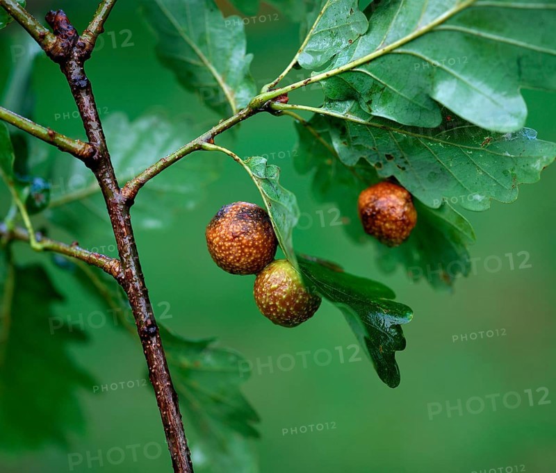 Gall on oak leaves