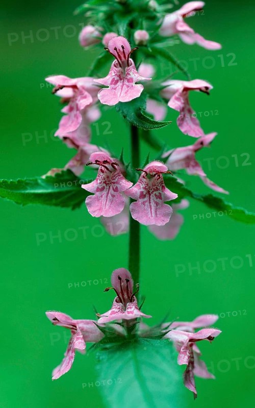 Common Hemp-nettle (Galeopsis tetrahit), Lower Saxony, Germany, Europe