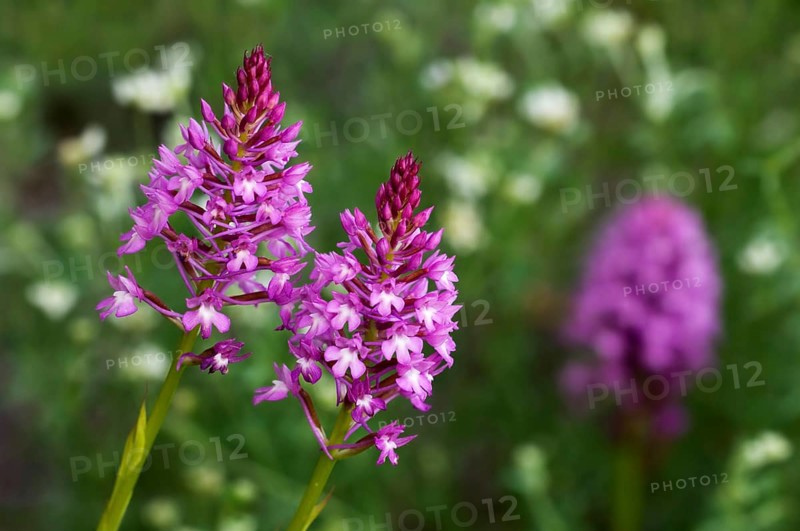 Pyramidal orchid, Pyramidal orchis, Pointed orchis, Comb orchid, Pyramidal orchid, Pyramidal orchid, Orchids, Pyramidal orchids (Anacamptis pyramidalis) in flower